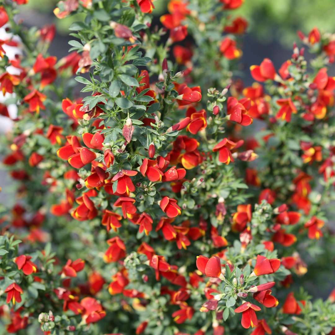 Heavy blooming Sister Redhead scotch broom